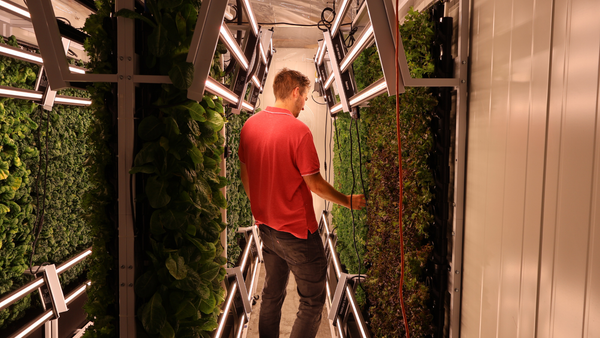 Why Did So Many Vertical Farms Fail? A CEO's Perspective