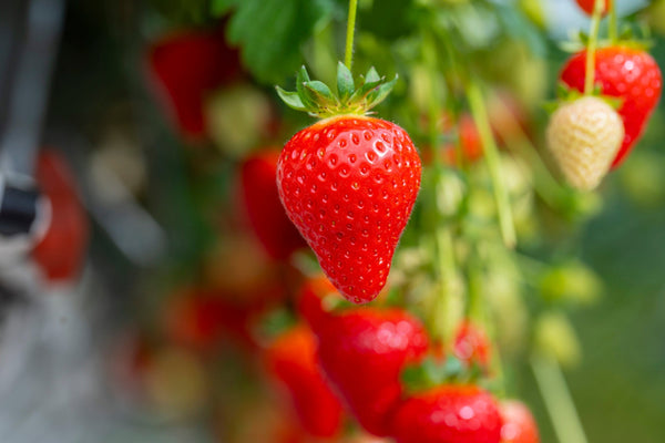 Dyson's Rotating Strawberry Glasshouse: A Vertical Farming Turning Point
