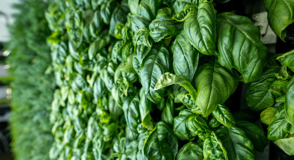 The 5 Essential Features of Modern Container Farms