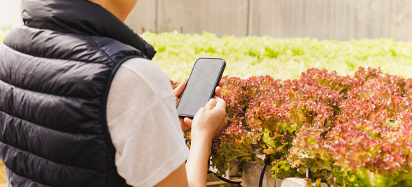 Top 5 Trends and Innovations In Vertical Farming