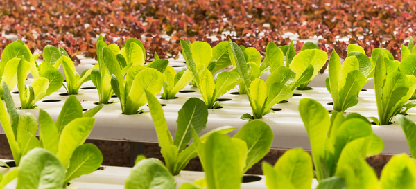 Automated Hydroponic Systems: Embracing AI and Robotics