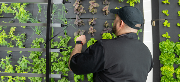 Growing Affordability: Vertical Farming and Rising Food Costs