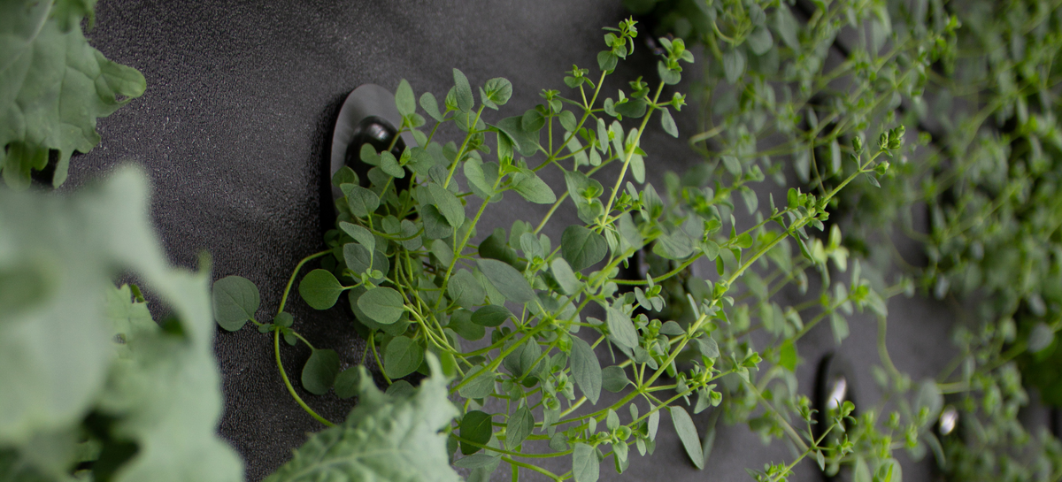 Profitable Hydroponic Crops: What to Grow in a Hydroponic Farm