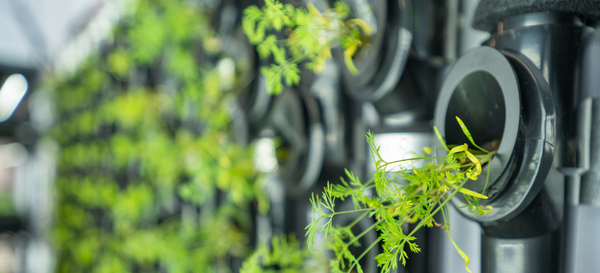 Hydroponics in Toronto: A Growing Urban Solution