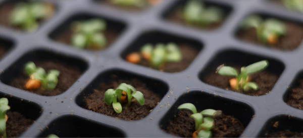 Mastering Unit Economics: The Most Profitable High-Margin Cultivars for 2026