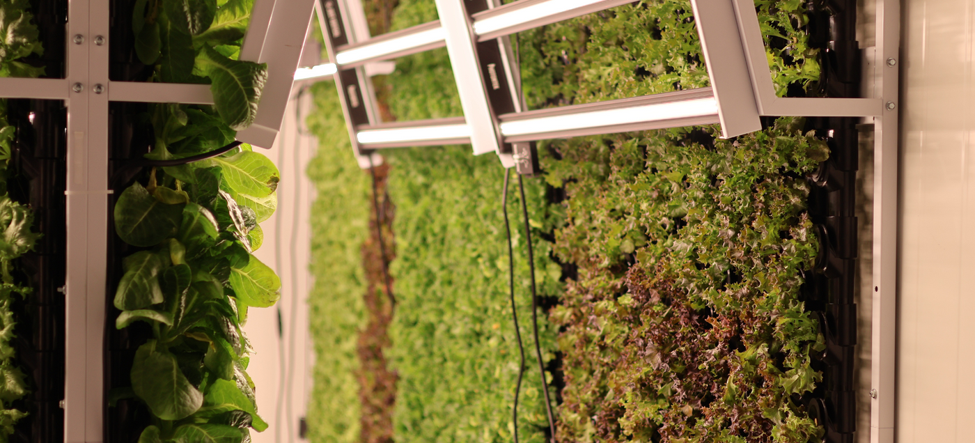 Urban Vertical Farming: How Cities Are Growing Food Locally in 2026