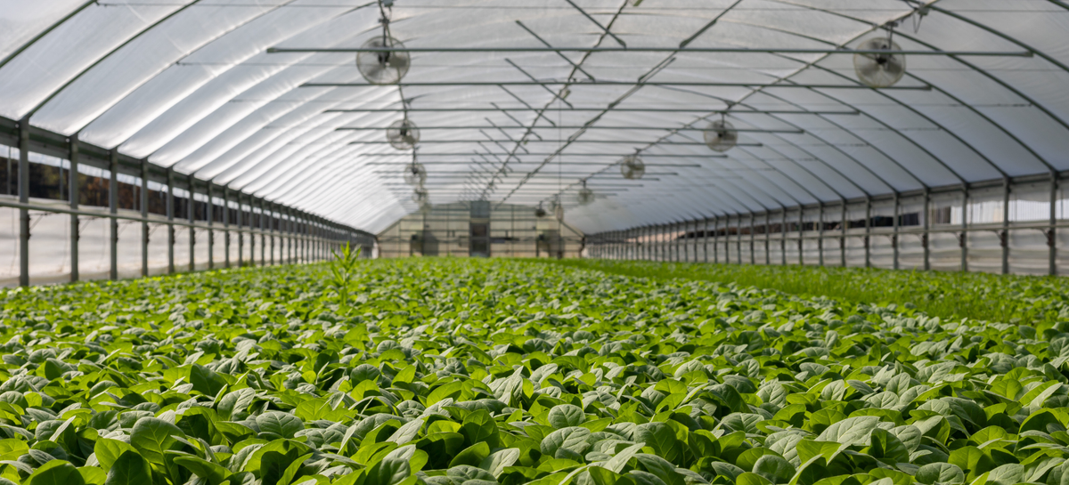 Commercial Greenhouse Farming: Costs, ROI, and Getting Started