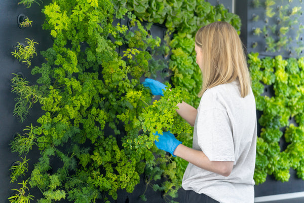 Grow Produce in Canada in the Winter: Why Institutions Choose Indoor Systems