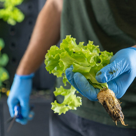 Top 6 Industries Investing In Indoor Farming