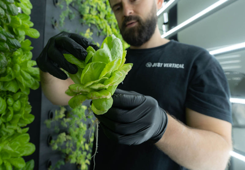 The Economics of Indoor Farming Explained
