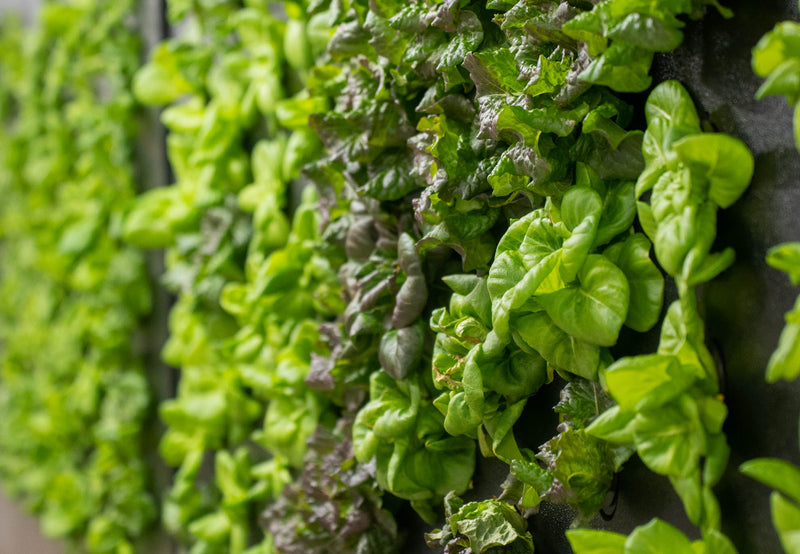 Top 10 Vertical Farming Companies Revolutionizing Urban Agriculture
