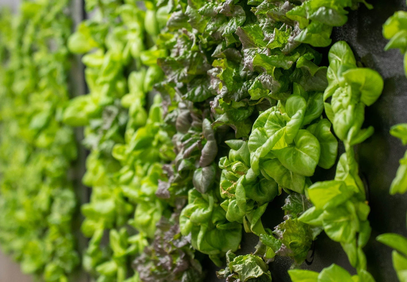 The 2026 Resilience List: Top 10 Vertical Farming Companies Defining Market Maturity