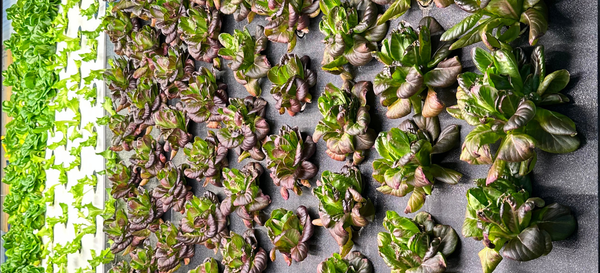 Indoor Farming 101: Technologies, Costs, and How to Choose the Right System