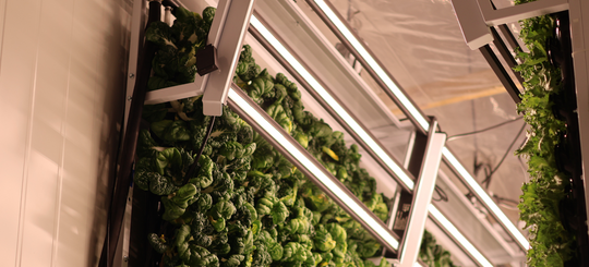 Canada's Top 5 Vertical Farming Start-Ups to Watch
