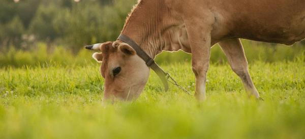 Hydroponic Fodder Systems: How to Grow Fresh Livestock Feed Year-Round