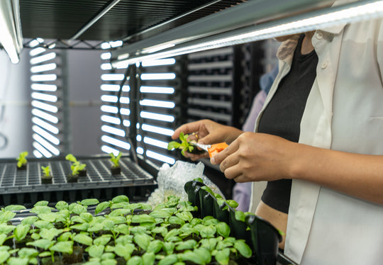 What Is Vertical Farming: The Definitive Guide