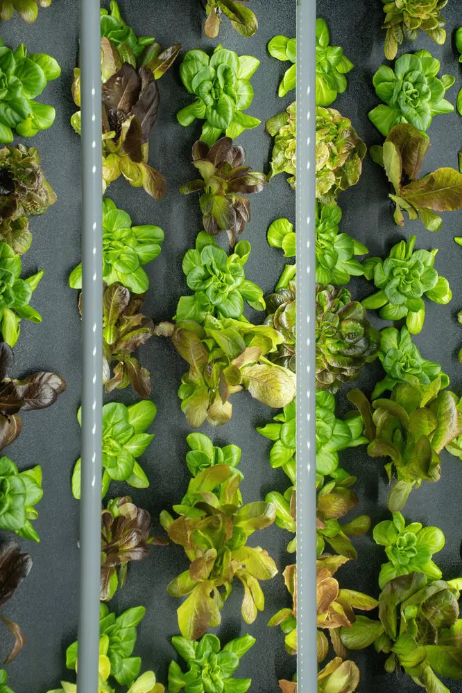 Standalone grow wall. - Image 3