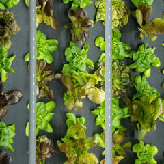 Standalone grow wall. - Image 3