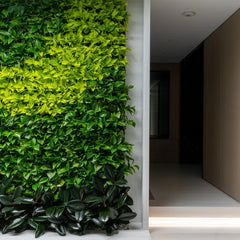 Tropical green walls. - Image 5