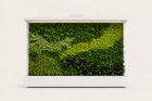 Tropical Green Wall